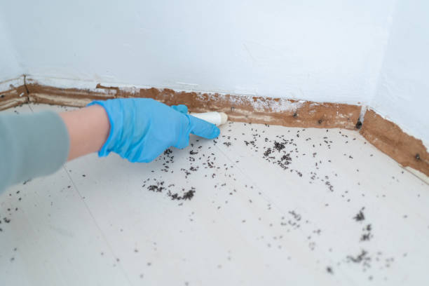 Flea Control Services in New Town, ND